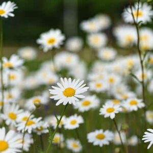 FLORES COMESTIBLES