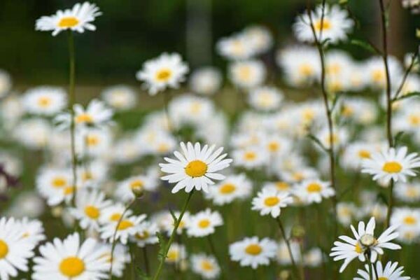 FLORES COMESTIBLES