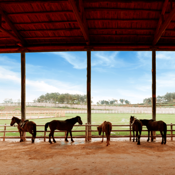 Cabalgata - Imagen 2